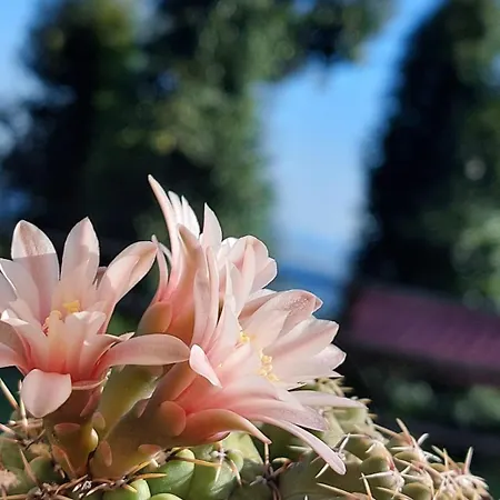 Bed & Breakfast Casa Viva